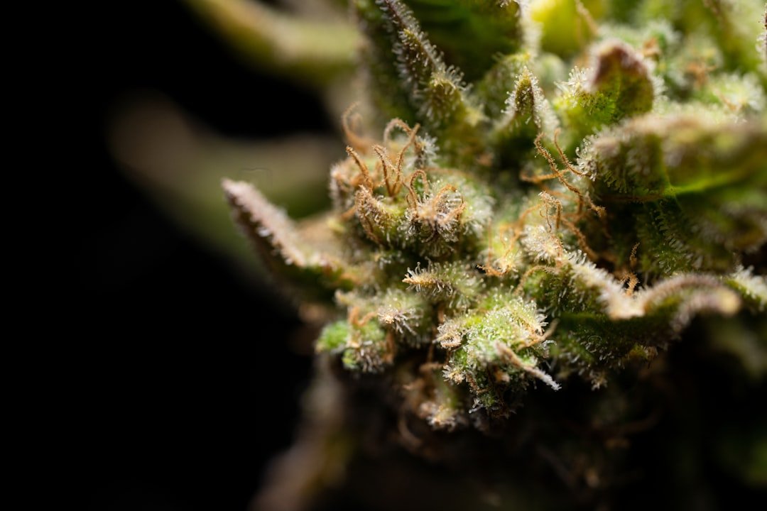 Colorado’s Massive Cannabis Recall Exposes Systemic Testing Gaps