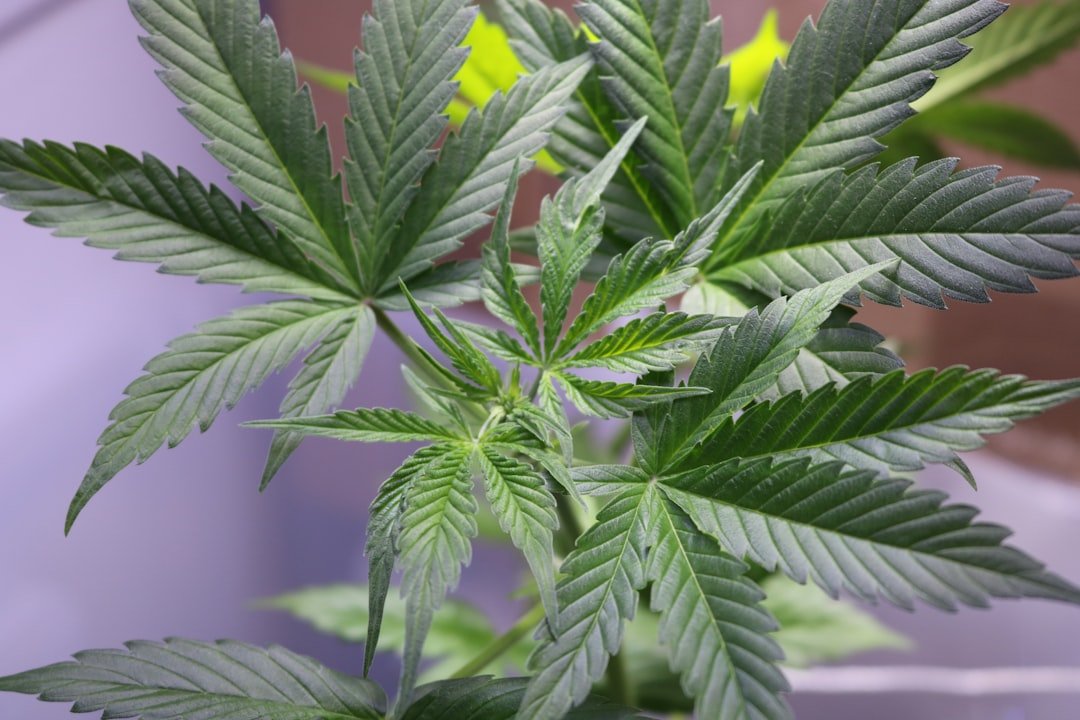 Missouri Cannabis Recall Highlights Growing Contamination Crisis
