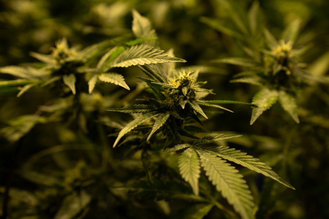 WSJ Investigation Exposes Mold in Legal Cannabis Markets
