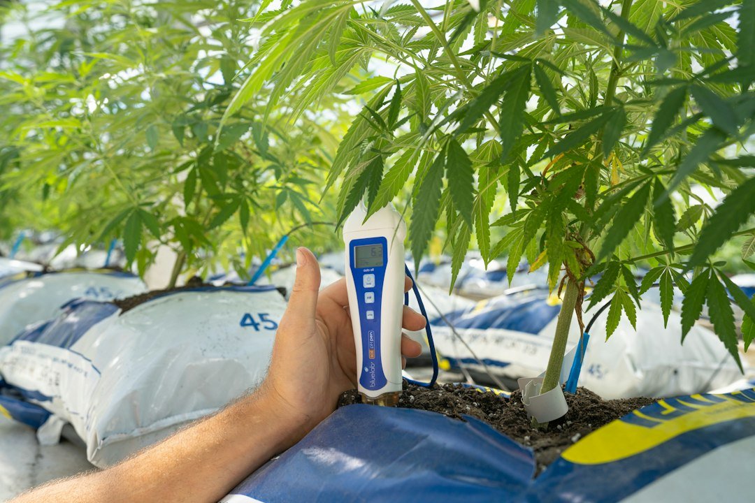 Maine Cannabis Recalls Surge: What Cultivators Need to Know