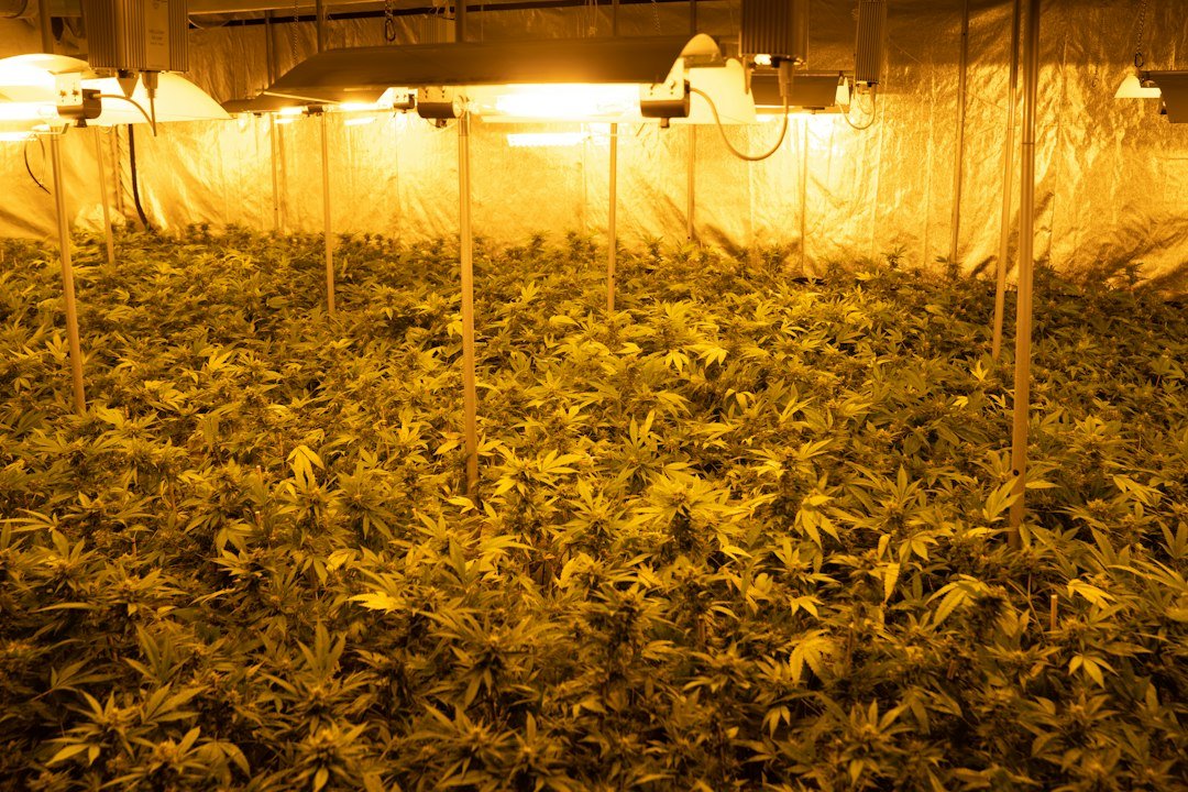 Colorado Aspergillus Recall Hits 31 Dispensaries: What Cultivators Must Know
