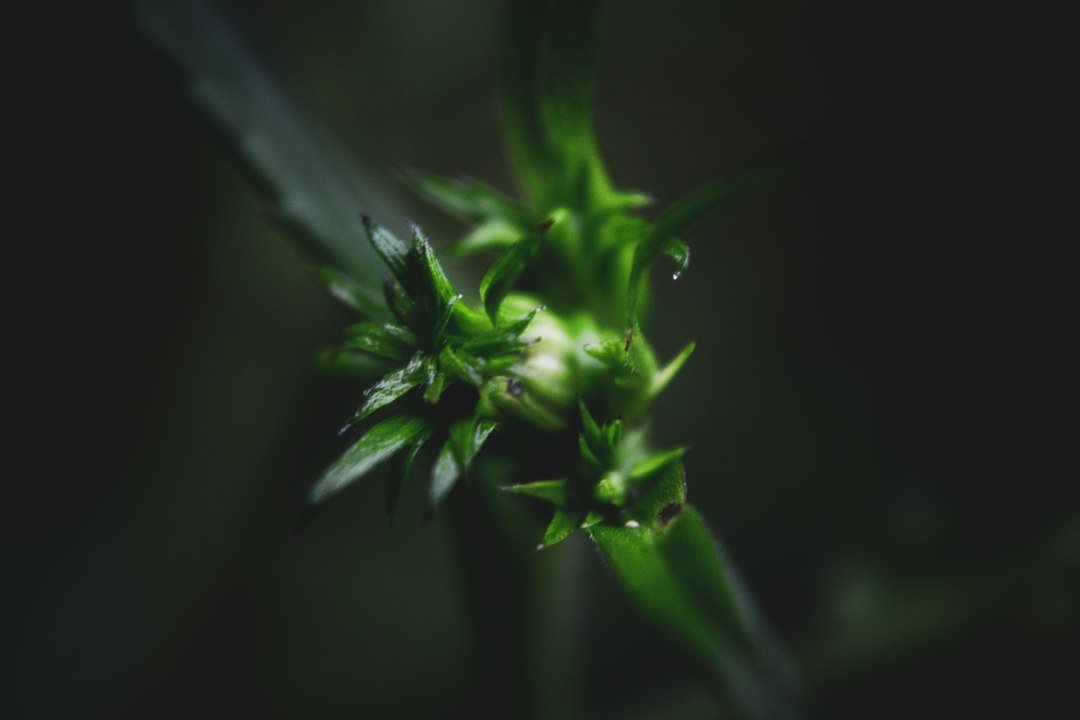 Maine Cannabis Recalls Hit Record Highs: What Cultivators Must Know