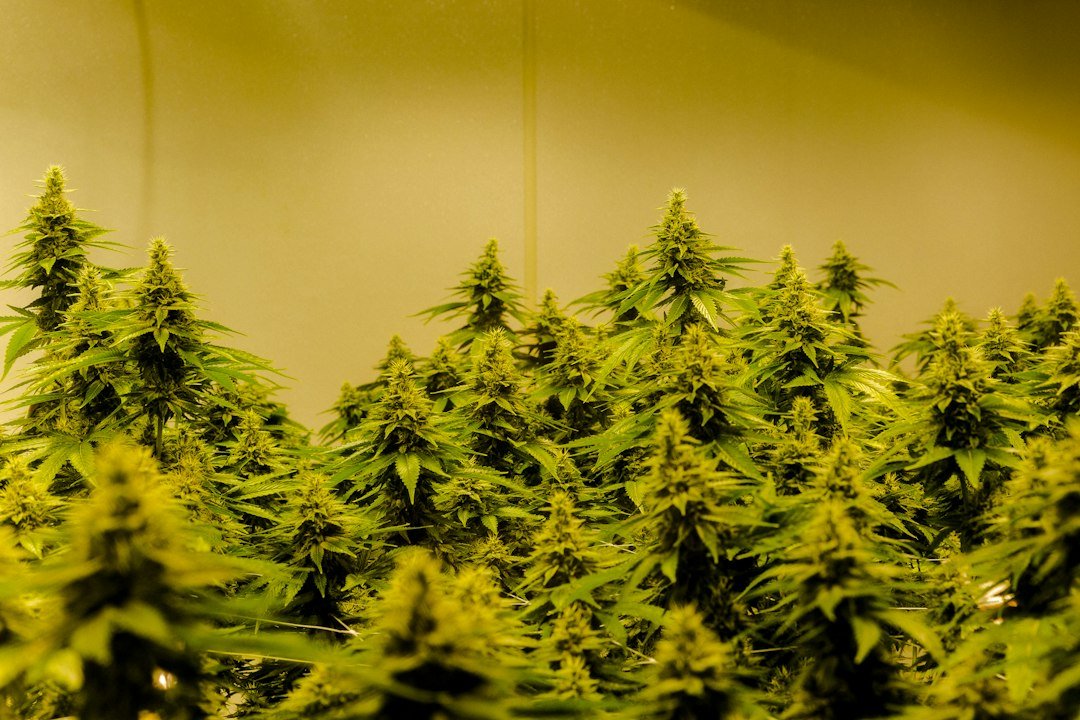 Maine Cannabis Recalls Surge: What Cultivators Need to Know