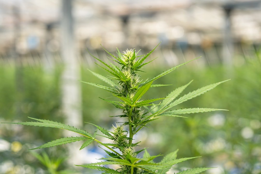 Phoenix Preroll Recall: Another Fungus Failure Hits Retail Shelves
