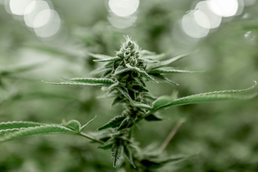 Maine’s Cannabis Recall Surge Signals a Bigger Mold Problem