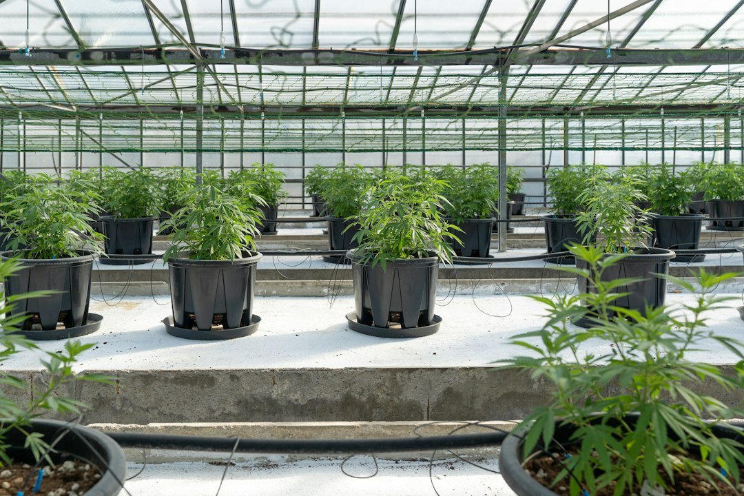 Colorado Recall Exposes Regulatory Gaps in Cannabis Safety