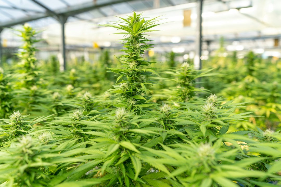 Colorado Recall Exposes Hidden Costs of Cannabis Contamination