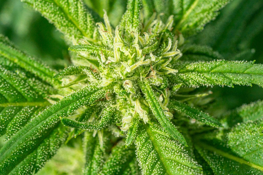 Colorado Recall Exposes Gaps in Cannabis Contamination Response