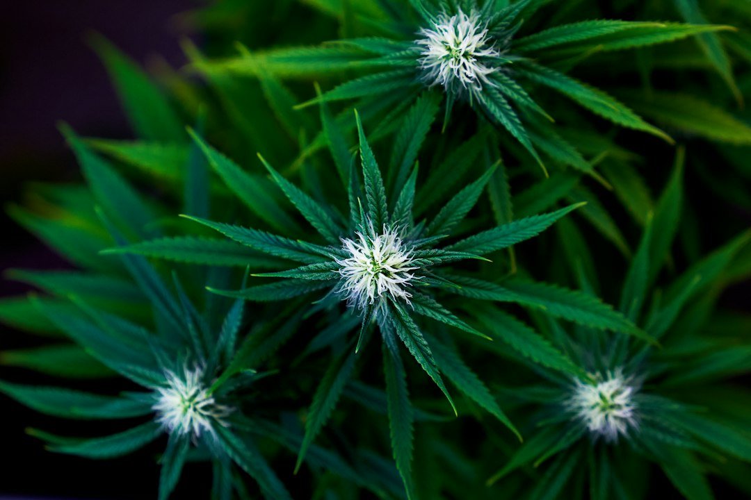 Missouri Aspergillus Recall Highlights Ongoing Fungal Risks