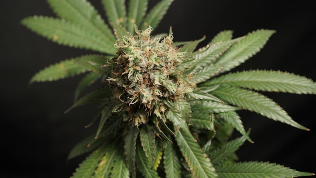 Missouri Cannabis Recall Highlights Growing Contamination Crisis