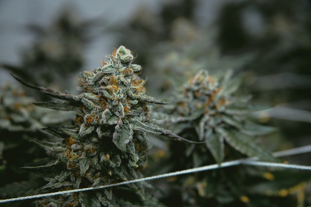 Maine Cannabis Recalls Surge: What Cultivators Need to Know