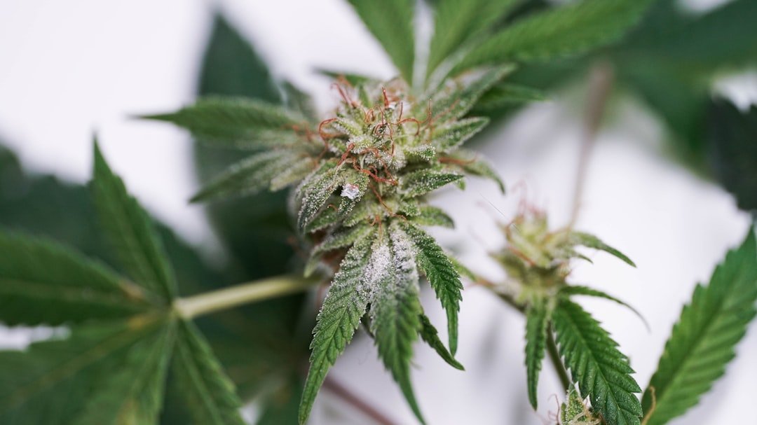 Phoenix Cannabis Recall: Cheech & Chong Prerolls Pulled for Fungus