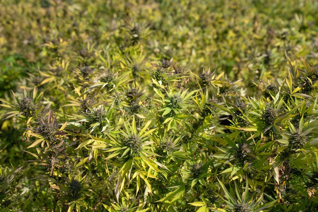 Cannabis Recall Systems Are Failing—Products Gone Before Alerts
