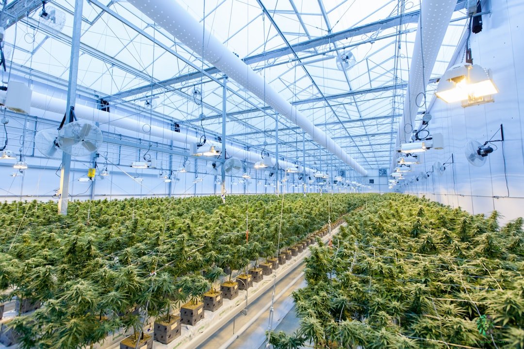 Maine Cannabis Recalls Surge: What Cultivators Need to Know