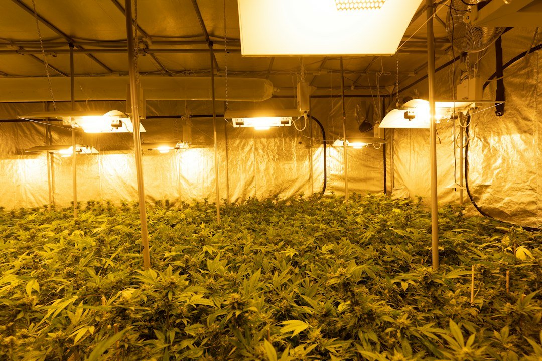 Colorado Cannabis Recall Exposes Gaps in State Oversight
