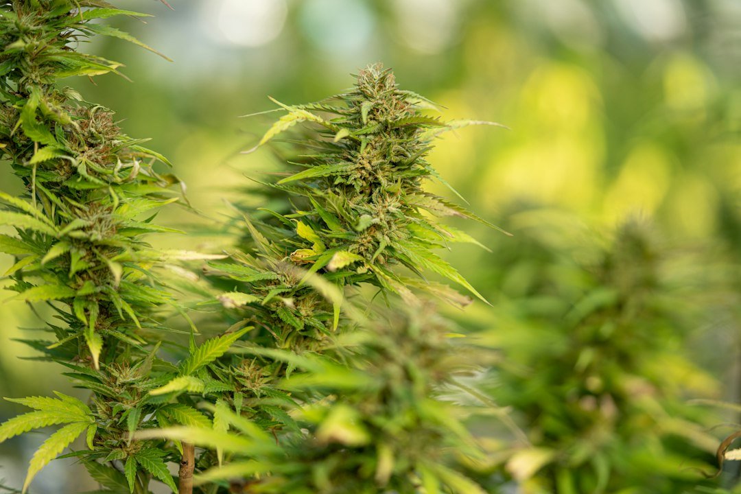 Colorado Cannabis Recall Exposes Cracks in State Testing Systems