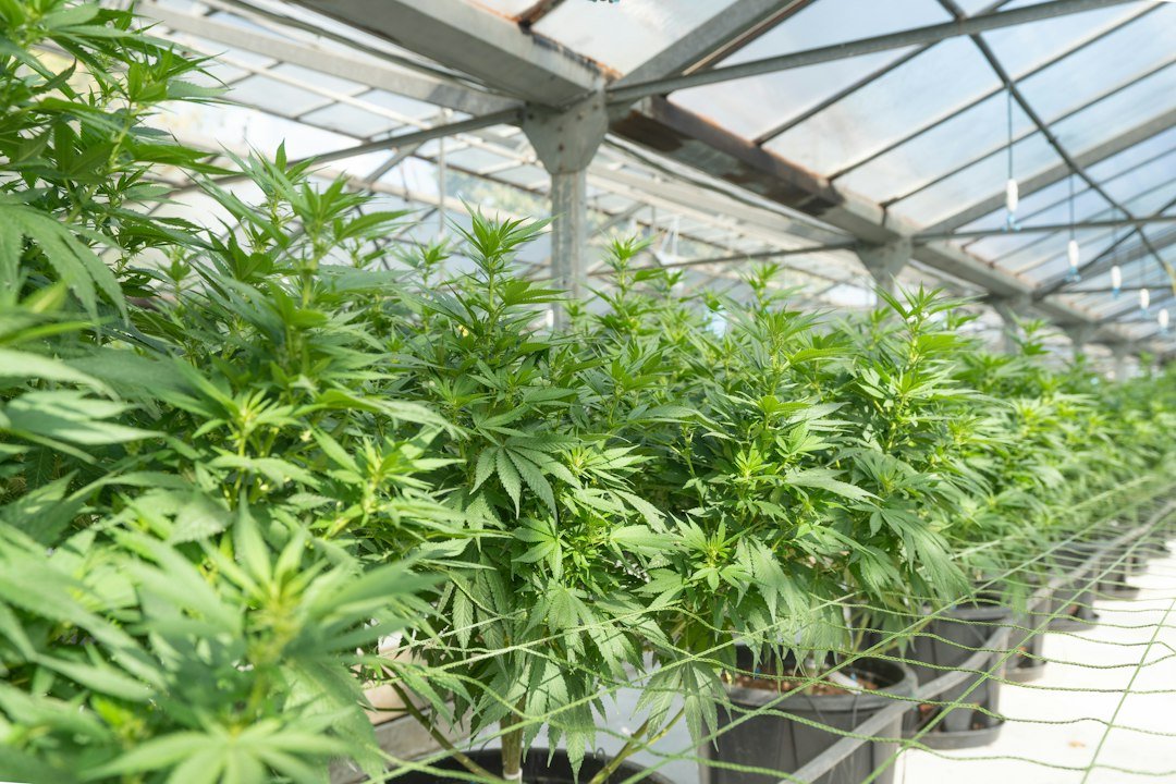 Colorado Recall Exposes Gaps in Cannabis Contamination Response
