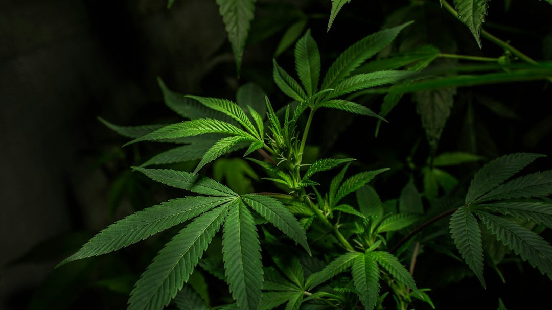 Germany Tightens GMP Rules: What It Means for Cannabis Exporters