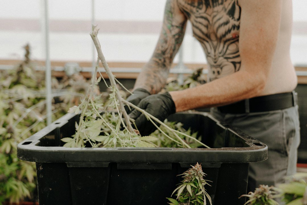 Water Activity Standards: The Missing Link in Cannabis Mold Prevention