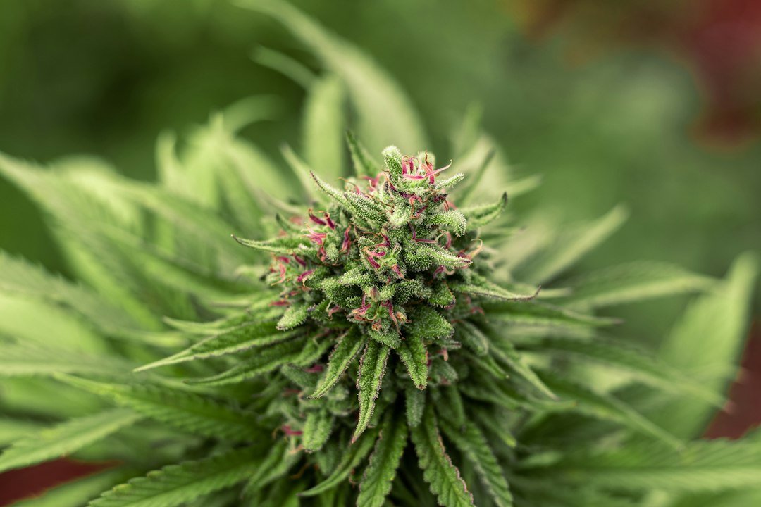Massachusetts THC Testing Sting Reveals Deeper Lab Integrity Crisis