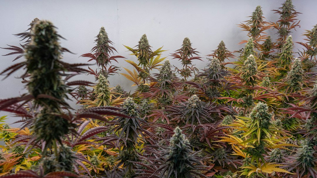 Maine Cannabis Recalls Surge: What Cultivators Need to Know